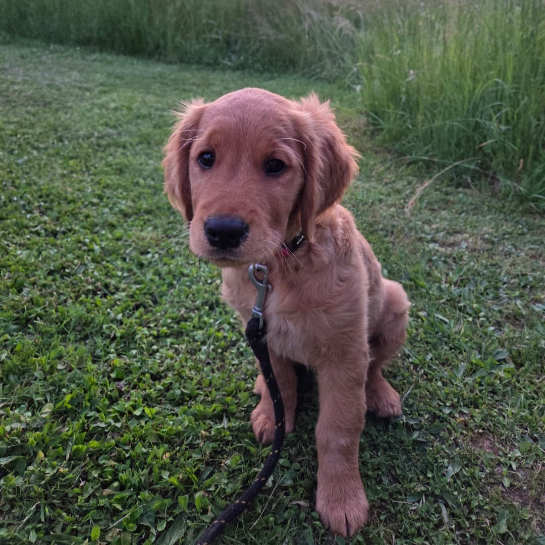 Mochi chiot